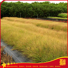 山坡草地绿化小苗  画眉草价格  产地直供 价格优惠