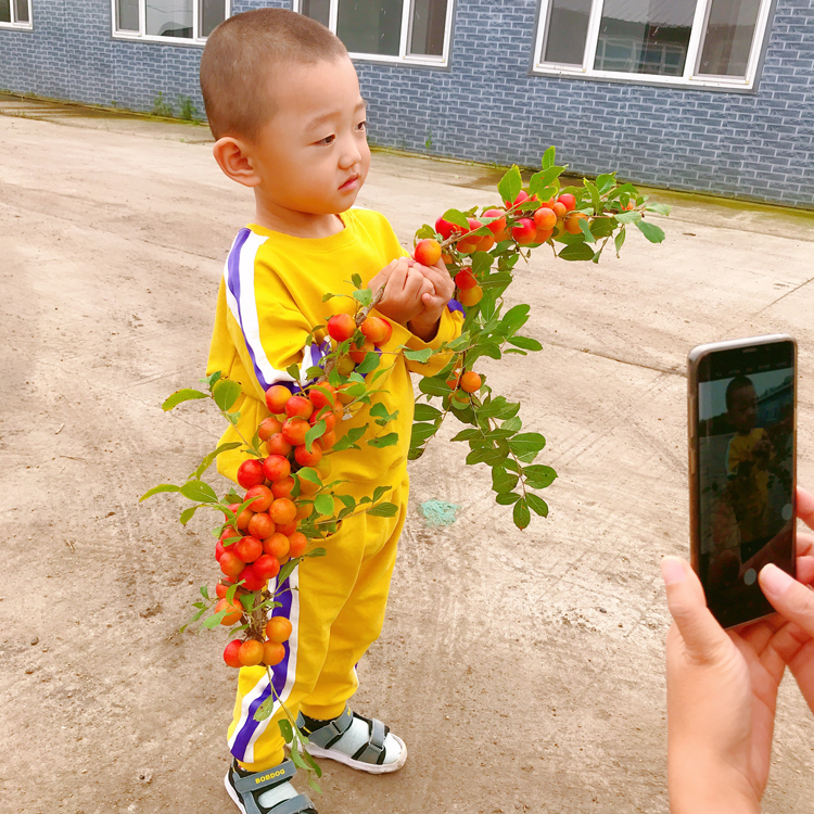 钙果 果蒂源 欧李 长2-4毫米 优质供应 山杏