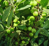 钙果 果蒂源 欧李 基地 批发 山杏