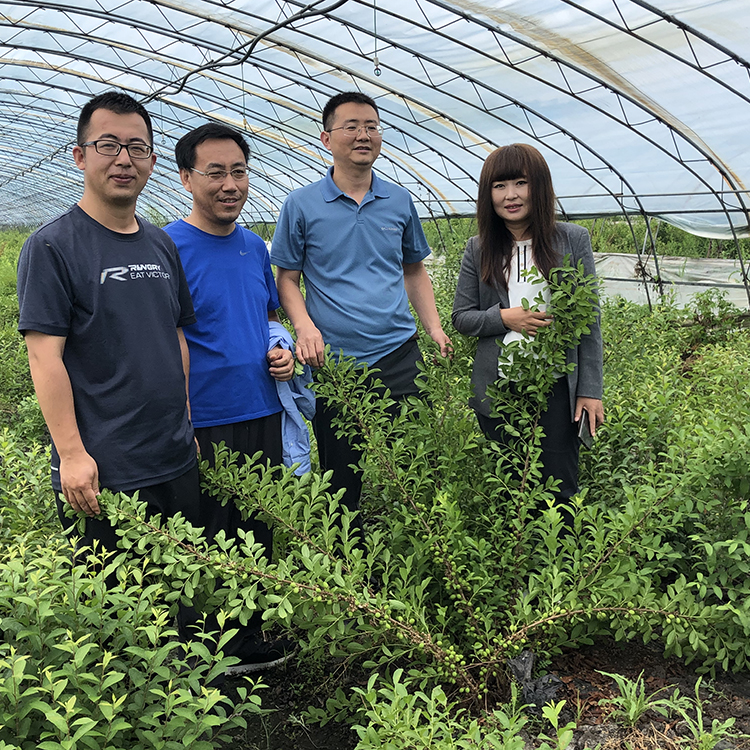 果树 欧李钙果 根系发达 0.5-1米 厂家 地栽