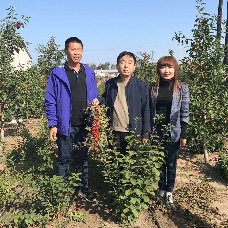 果树 欧李钙果 钙果 蔷薇科 定制 盆栽