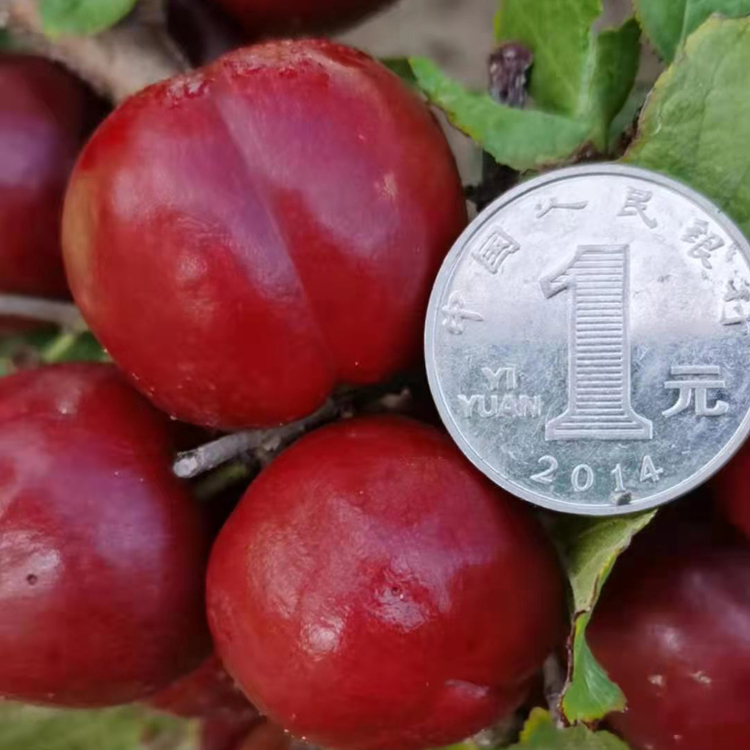 果树 欧李钙果 钙果苗 0.5-1米 生产 盆栽