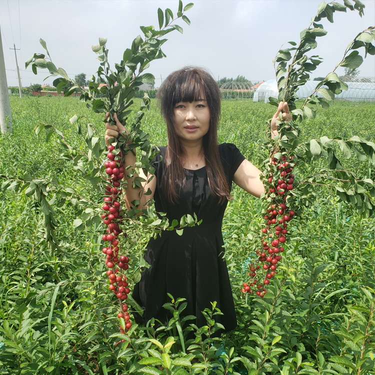 果树 欧李钙果 钙果 灌木果树 厂家 地栽