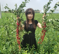果树 欧李钙果 钙果 灌木果树 厂家 地栽
