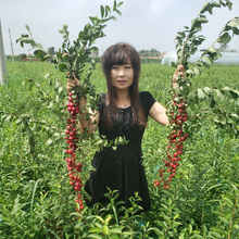 果树 欧李钙果 钙果 灌木果树 厂家 地栽