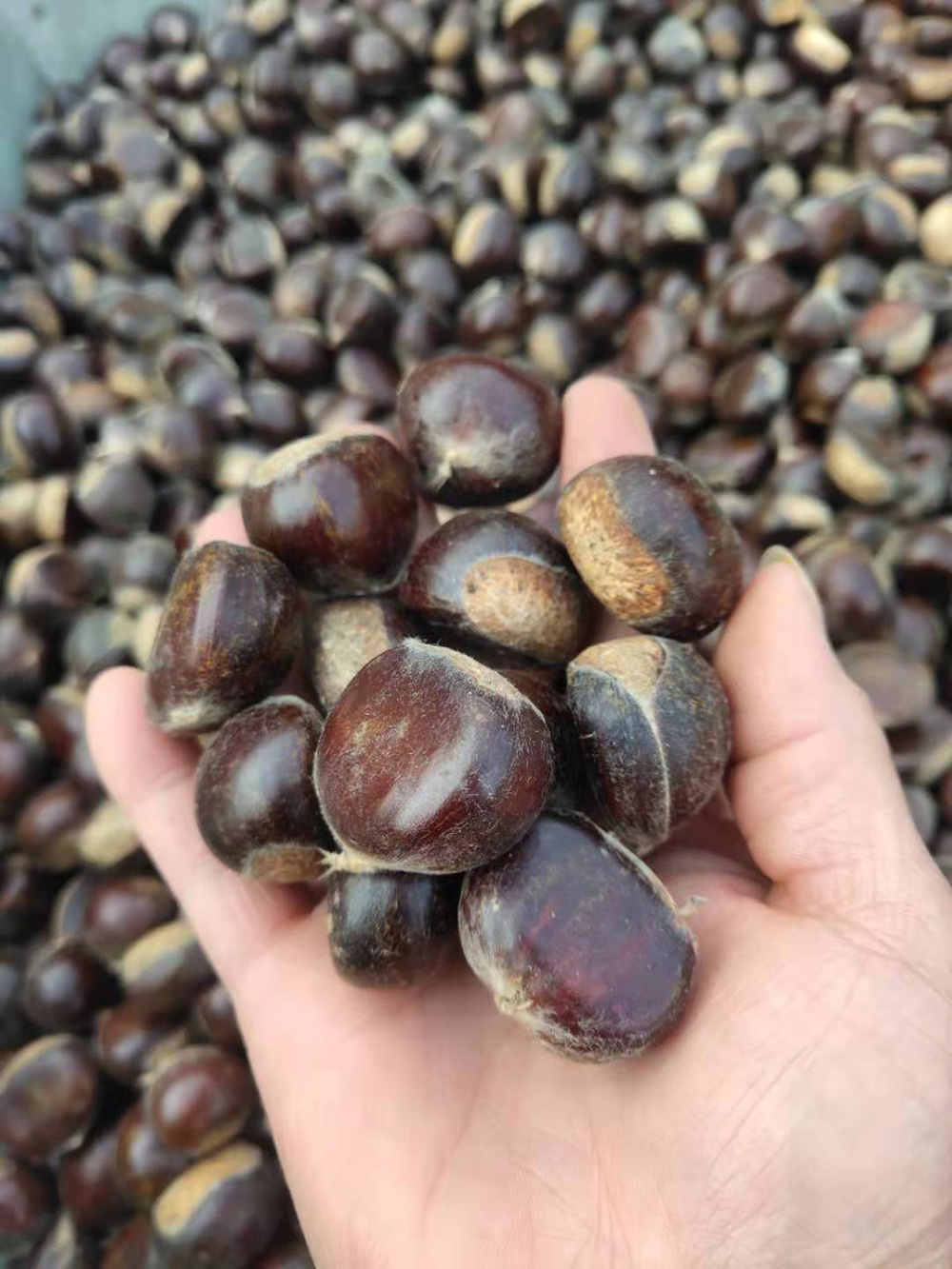 迁西新鲜板栗直销 迁西板栗批发厂家  迁西风干板栗直销货源充足发货快