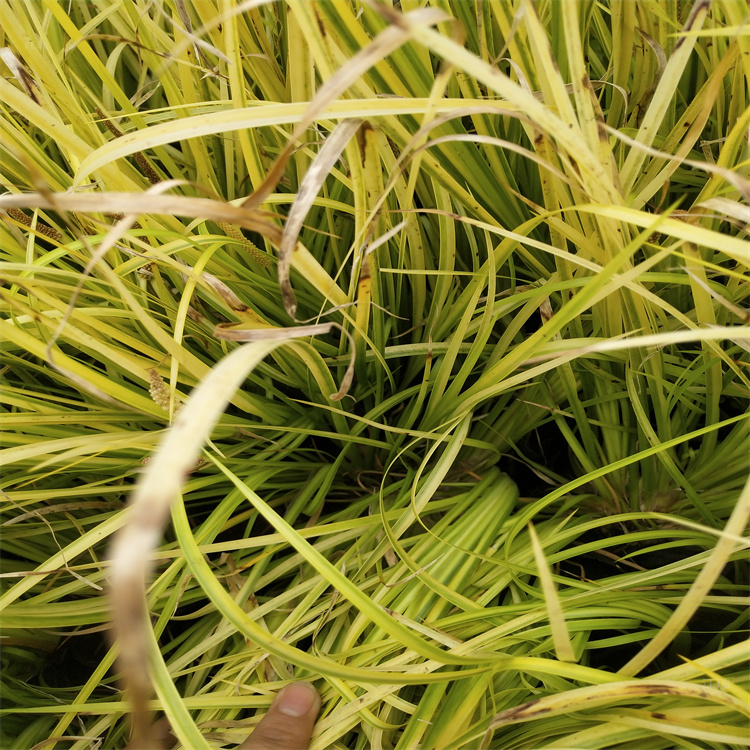 山东金叶石菖蒲 叶色优美 花境观赏草金叶菖蒲 金叶石菖蒲易栽培 成活高