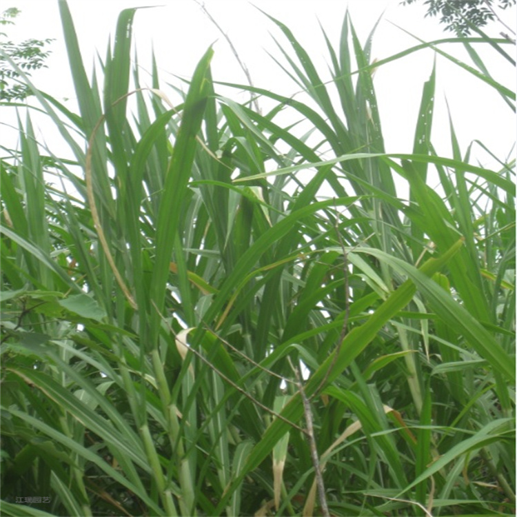 荻草培育基地 荻草观赏价值高 适应能力强 江瑞园艺一手货源