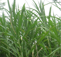 荻草培育基地 荻草观赏价值高 适应能力强 江瑞园艺一手货源