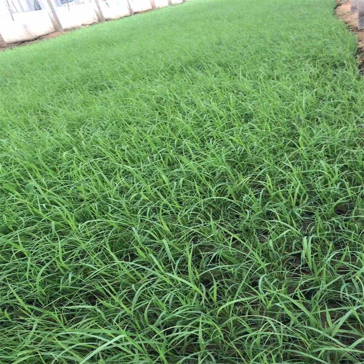 山东芦苇河道绿化 芦苇培育中心 营养杯苗芦苇 成活高 欢迎在线咨询