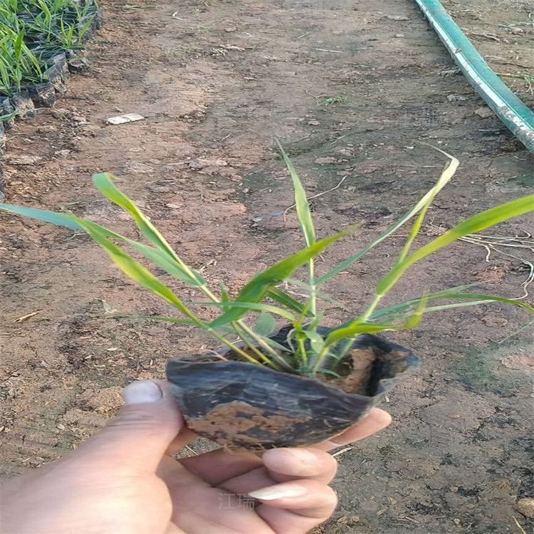 画眉草观赏价值高 江瑞园艺 画眉草花境观赏草 红之风画眉草道路绿化 欢迎来电咨询