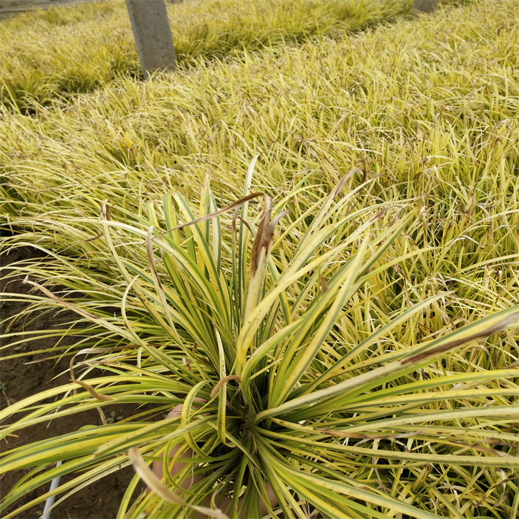 金叶石菖蒲低价直发 金叶石菖蒲道路绿化用苗 金叶石菖蒲生产厂家 易成活