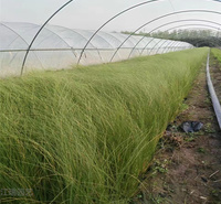 细茎针茅易栽培 细茎针茅花姿优美 护坡绿化墨西哥羽毛草 江瑞观赏草基地