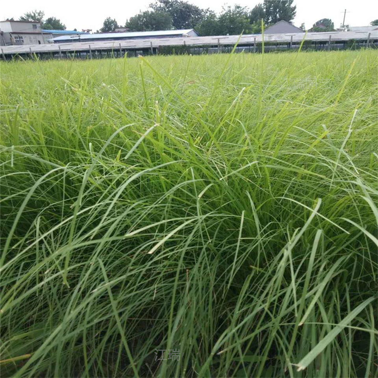 山东红之风画眉草培育基地 画眉草护坡绿化 江瑞园艺一手货源 欢迎咨询