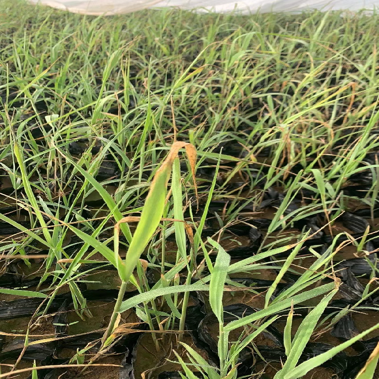 芦苇护坡绿化 芦苇花姿优美 绿化芦苇小苗繁殖基地 江瑞园艺