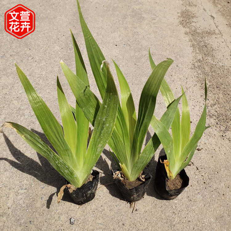 鸢尾批发商 好苗出售 山东蓝花鸢尾