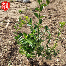 量大优惠 卫矛灌木小苗 青州绿化苗 卫矛批发