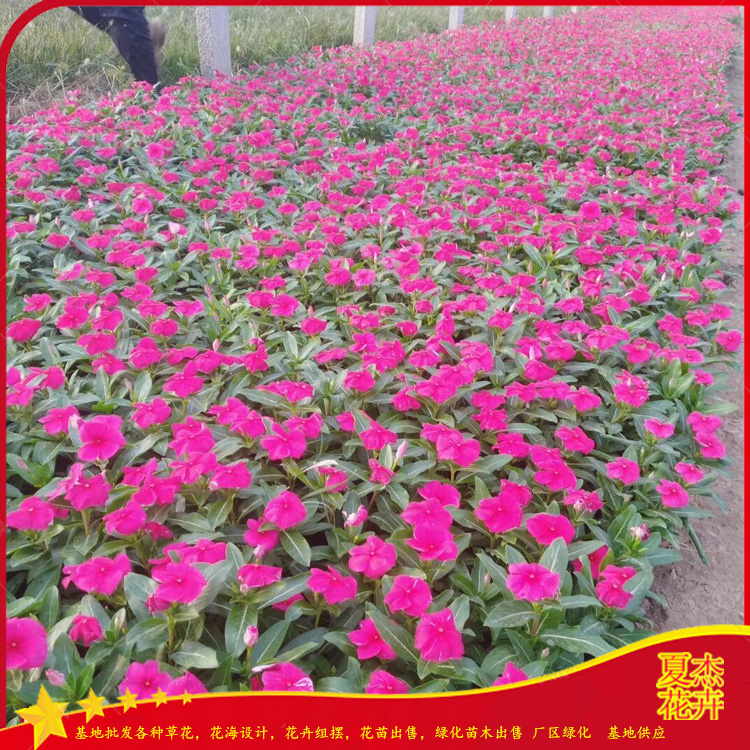 天天开批发价  天天开种植厂家 天天开育苗基地