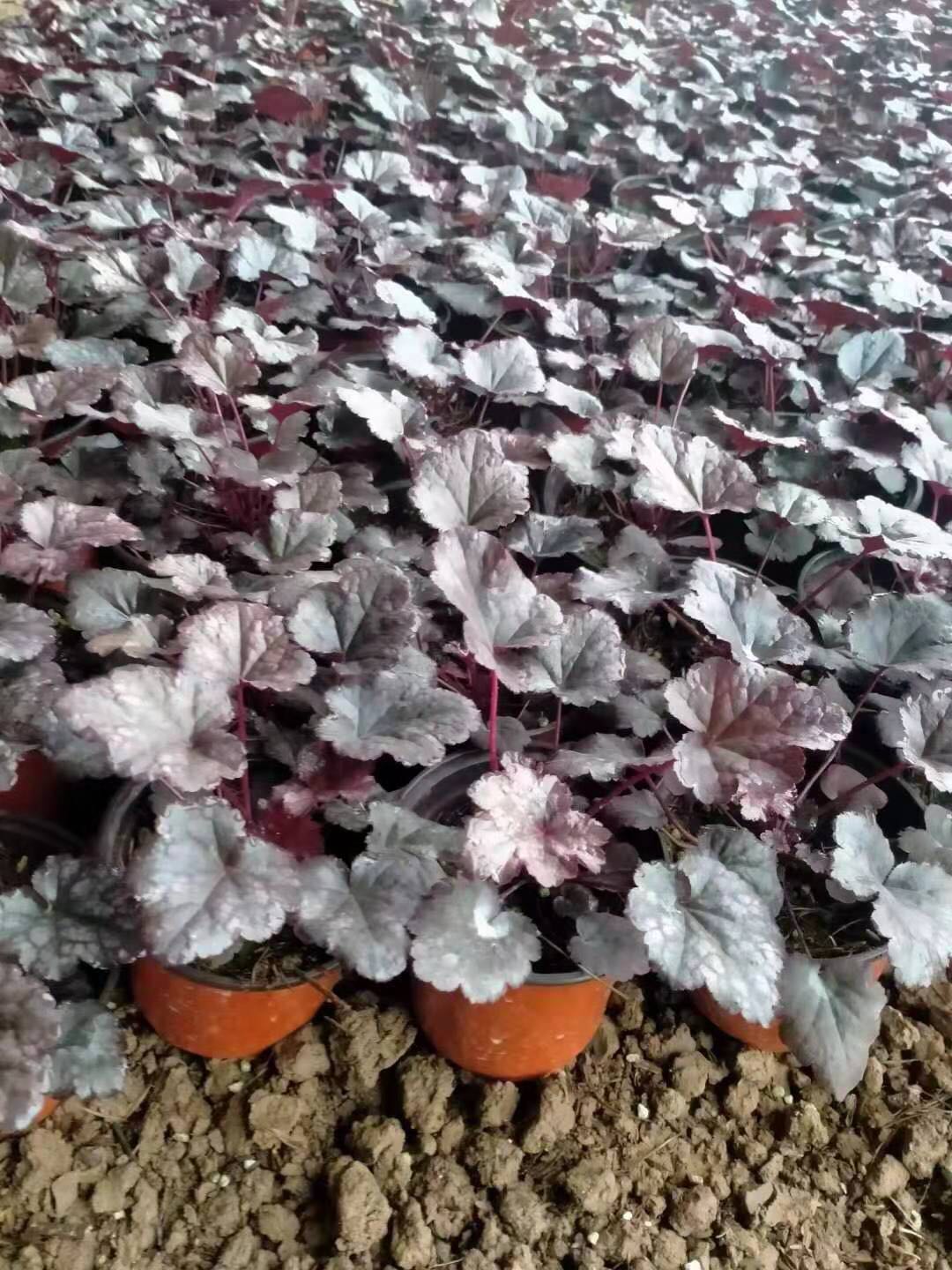 矾根种植基地  矾根供应商  批发