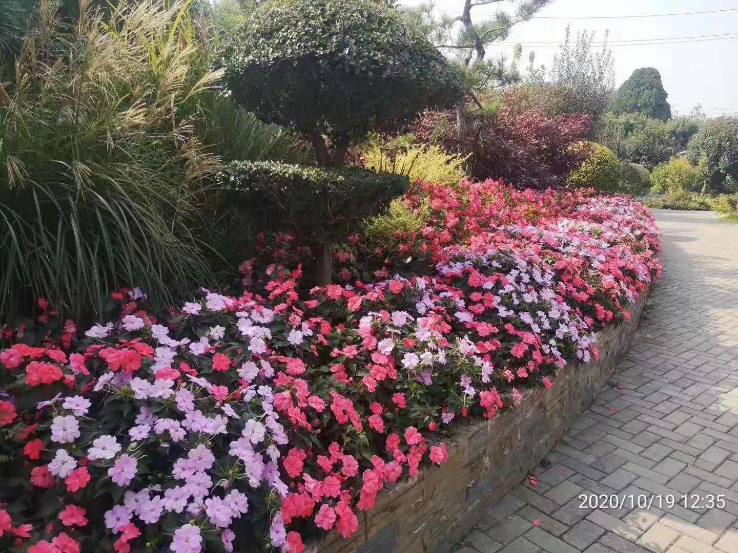 凤仙基地 批发价格  青州美艺花卉