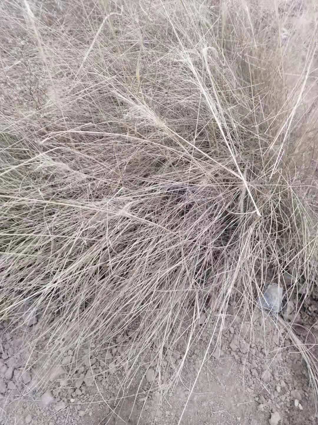 粉黛乱子草基地  花海  粉黛乱子草价格