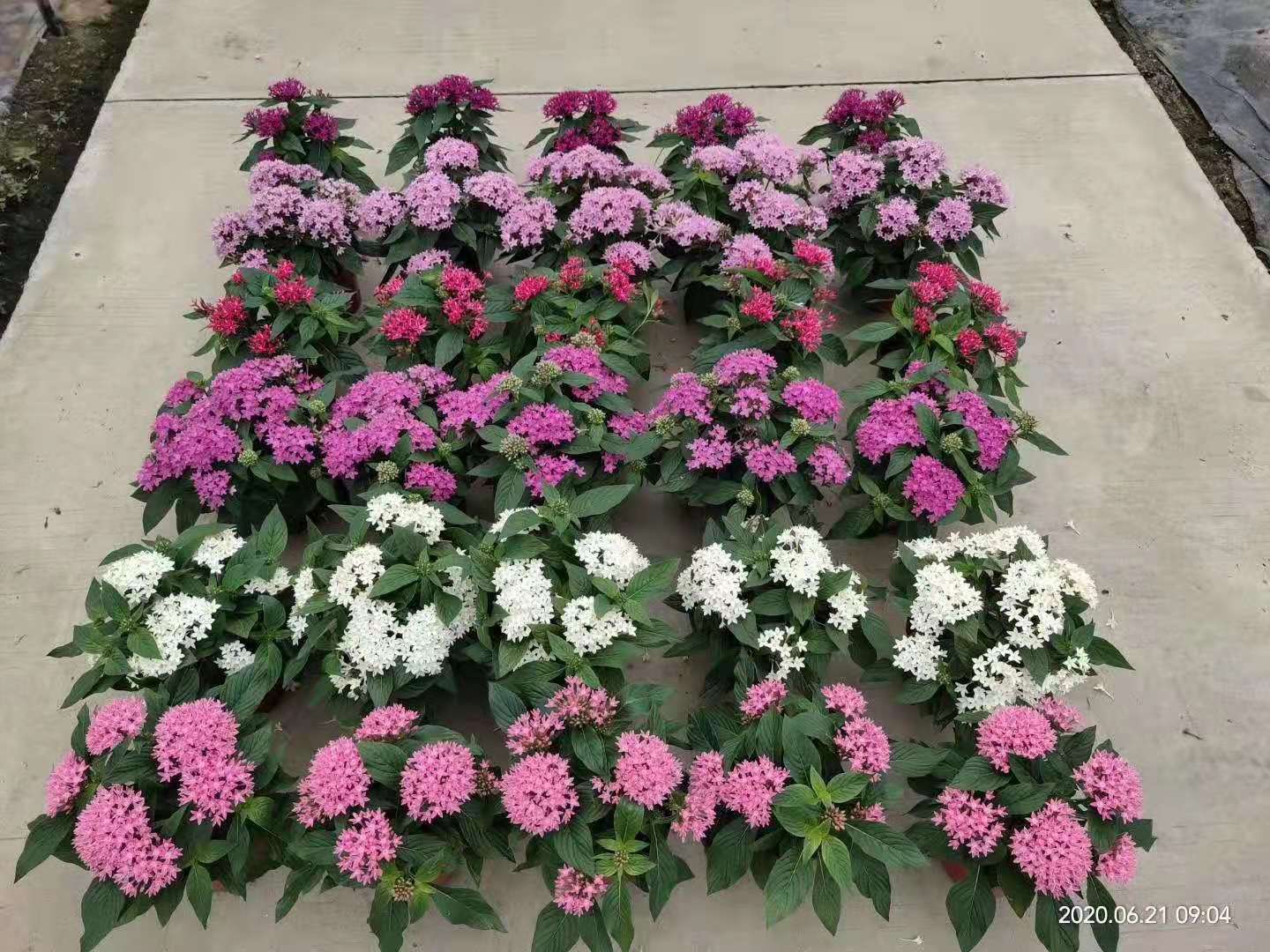 五星花基地  批发价格 绿化基地