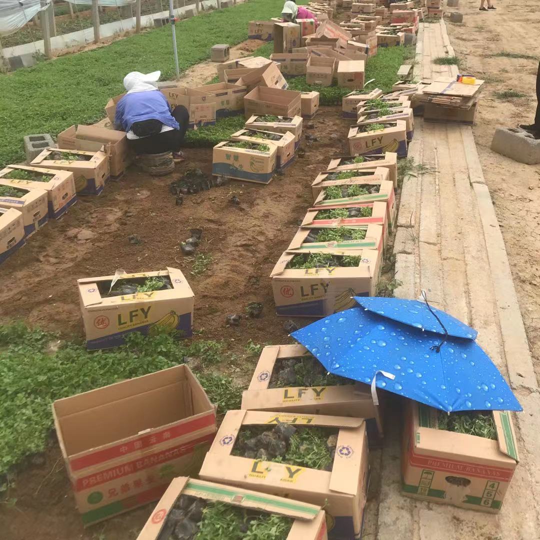 蛇莓小苗  美艺花卉基地  量大质优价廉