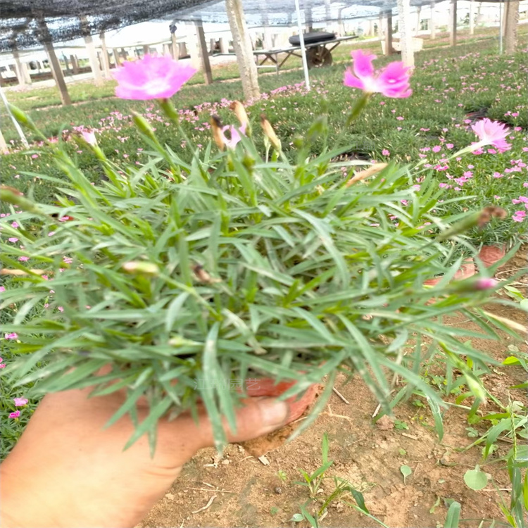 欧石竹成坪快 即耐寒 有耐热 可全年种植 欧石竹花期长达全年 江瑞园艺