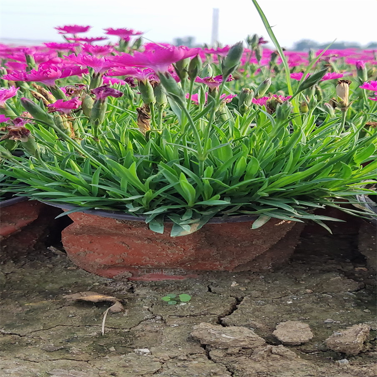 四季开花带花苞欧石竹 花盆种植欧石竹 公园花海欧石竹 易管理 成活高 放心栽植