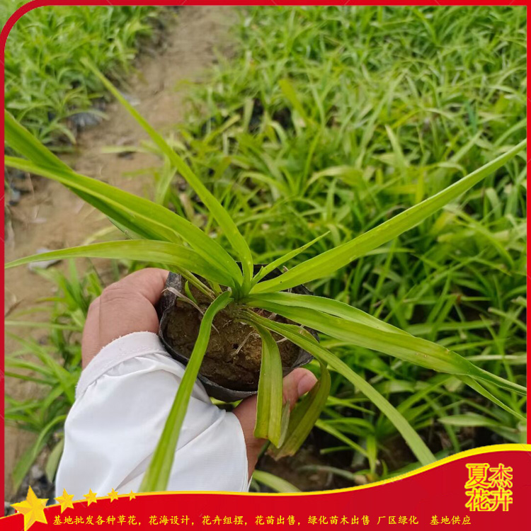 园林绿化苗   吉祥草批发商   量大优惠