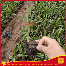 耐寒绿化地被宿根   吉祥草价格   耐践踏的常绿吉祥草