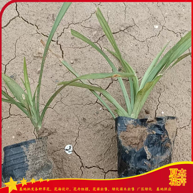 四季常青草本植物   吉祥草营养杯价格   耐践踏的常绿吉祥草
