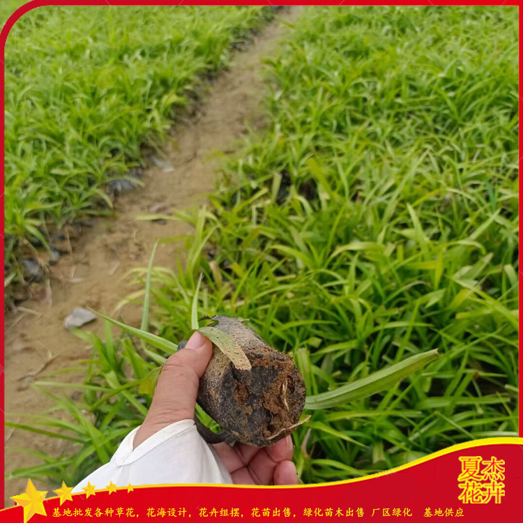 吉祥草公园点缀苗   山东吉祥草培育基地   夏杰基地 大量出售