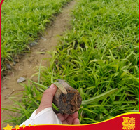 吉祥草公园点缀苗   山东吉祥草培育基地   夏杰基地 大量出售