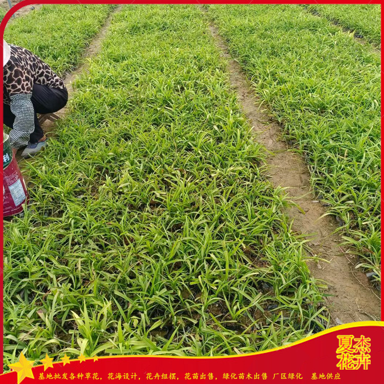 四季常青草本植物   吉祥草批发商   根系好 长势旺盛