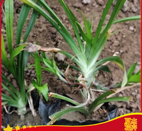 小区公园绿化吉祥草杯苗   吉祥草小苗价格   根系好 长势旺盛