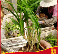 园林绿化苗   吉祥草供应商   欢迎实地选苗
