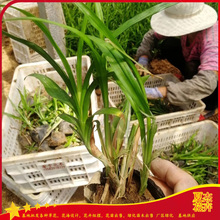 园林绿化苗   吉祥草供应商   欢迎实地选苗