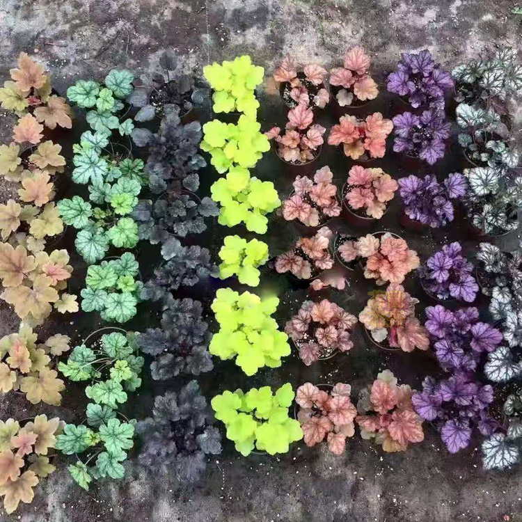 耐寒多色盆栽植物  多色系矾根价格  基地直发 价格优惠