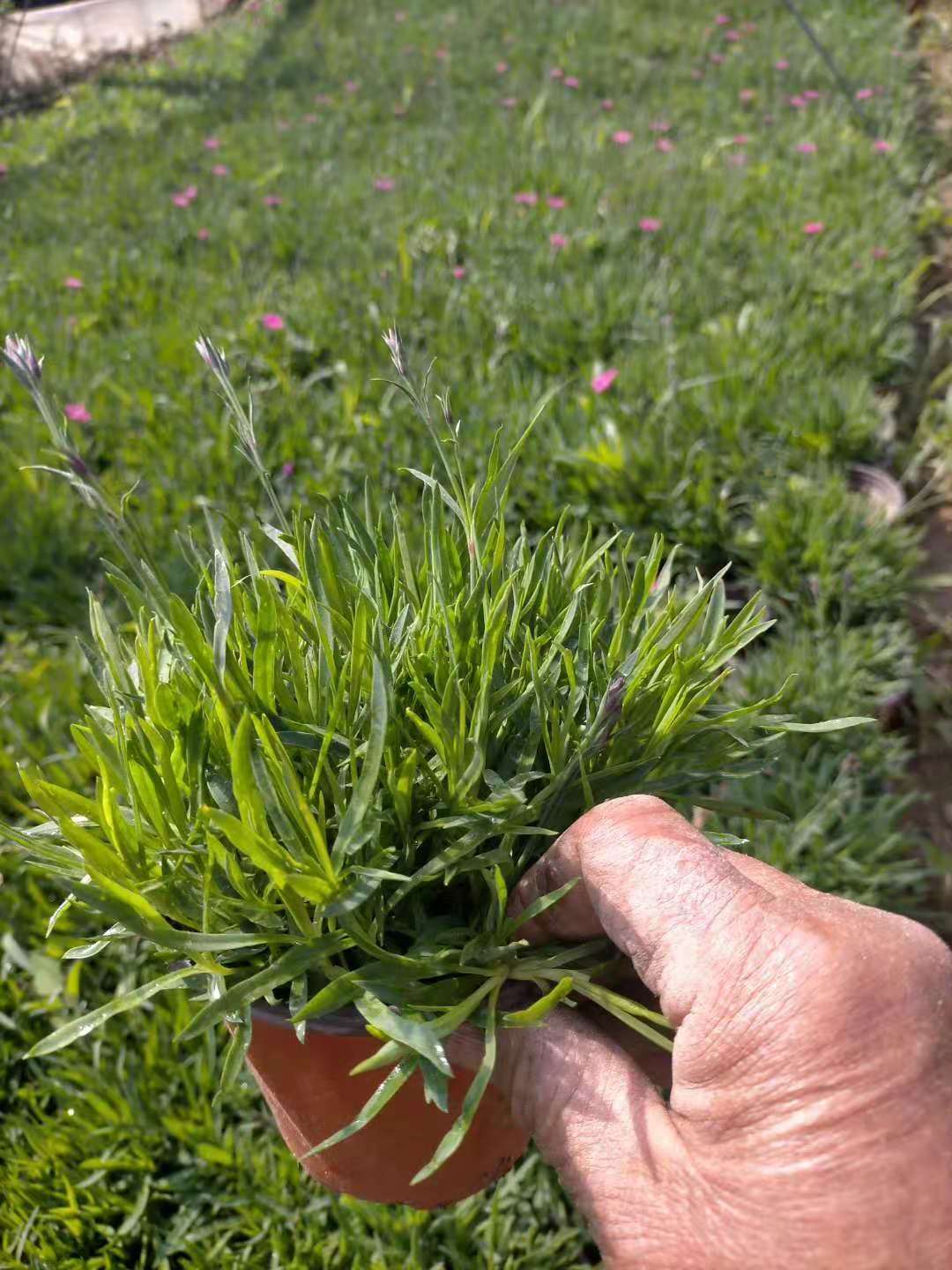 双色盆欧石竹  美艺花卉  欧石竹批发基地