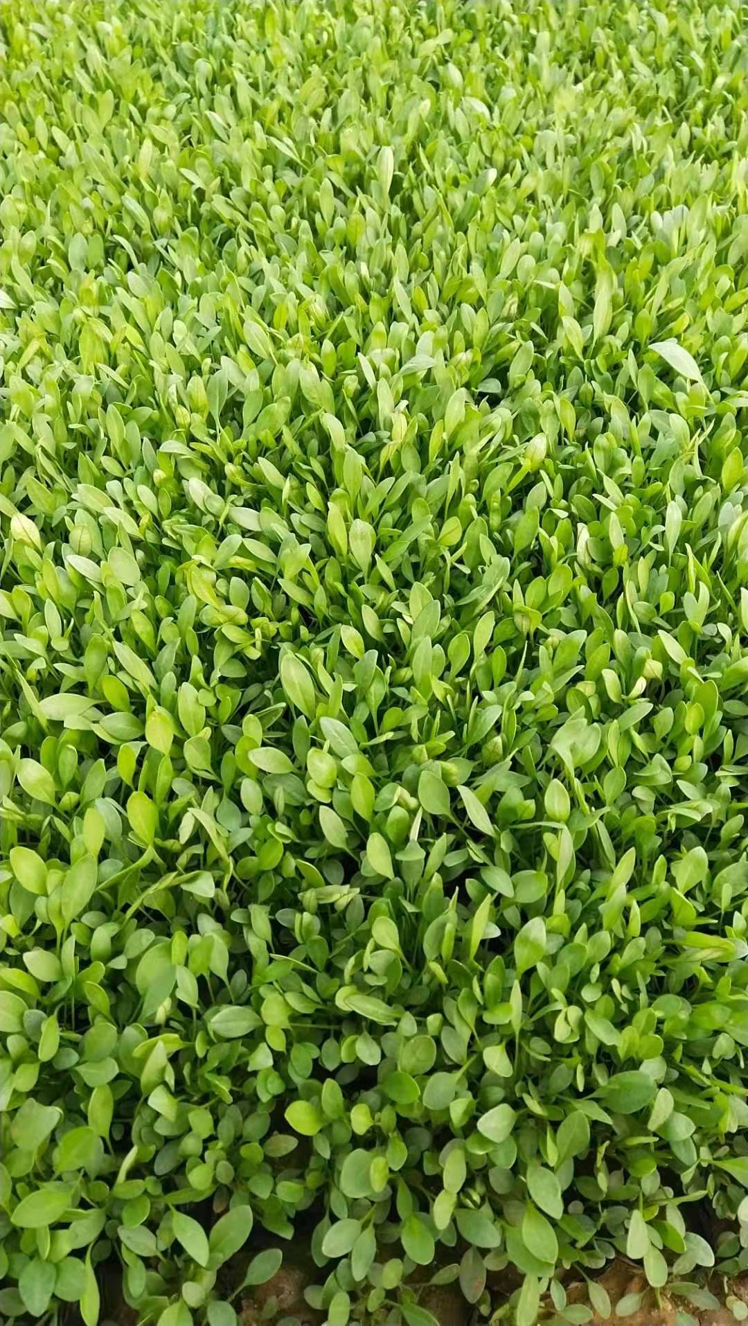金鸡菊批发基地  美艺花卉  金鸡菊小苗培育基地