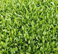 金鸡菊批发基地  美艺花卉  金鸡菊小苗培育基地