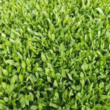 金鸡菊批发基地  美艺花卉  金鸡菊小苗培育基地