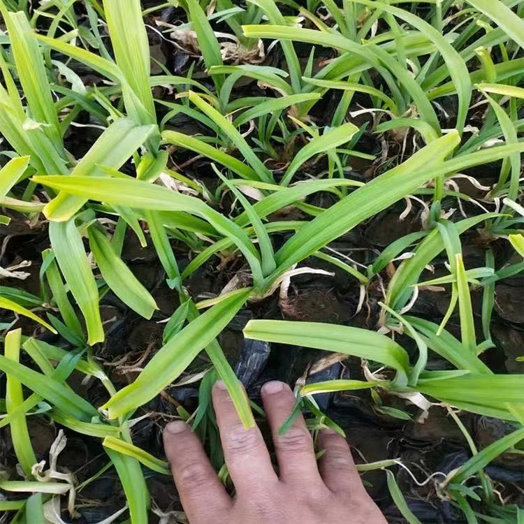 大花萱草小苗  美艺花卉  地被宿根