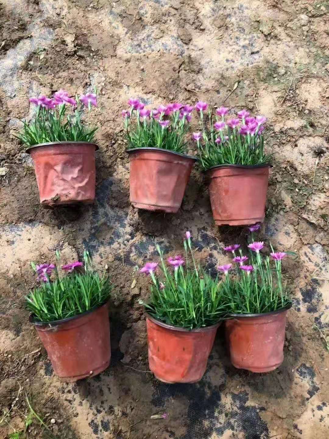 欧石竹小苗 美艺花卉  花期长  