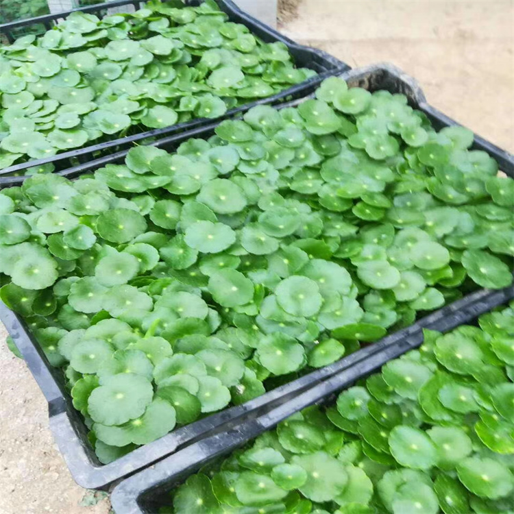青州铜钱草棚内种植基地 铜钱草适应能力强 成活高 公园河道 水池绿化水草