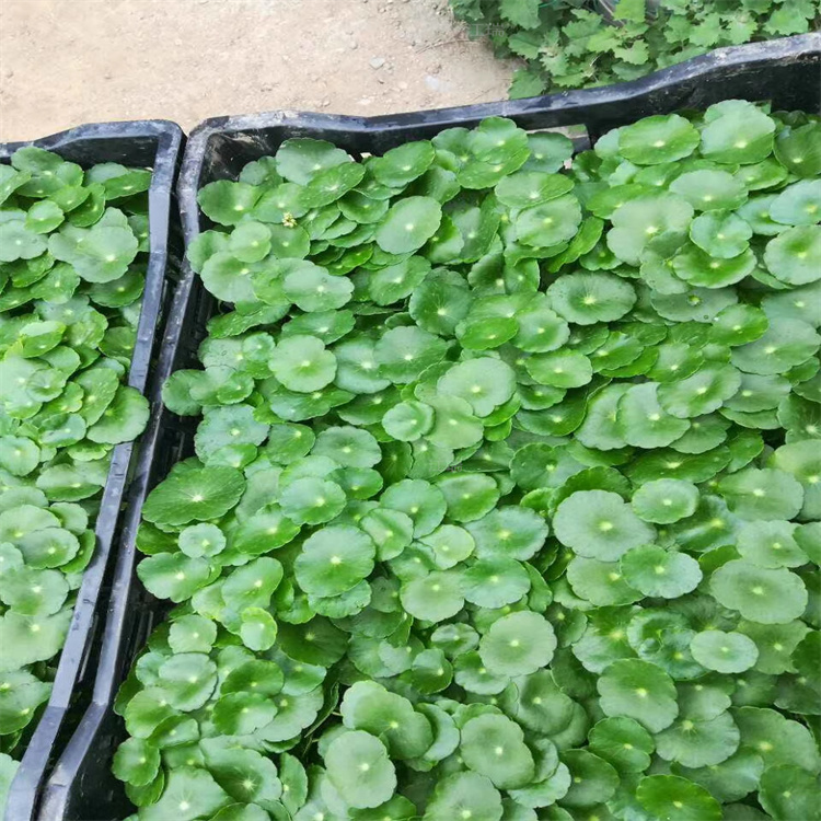铜钱草大型水域绿化用苗 铜钱草室内外水中均可种植 河道改造 清淤铜钱草 江瑞园艺水生植物基地