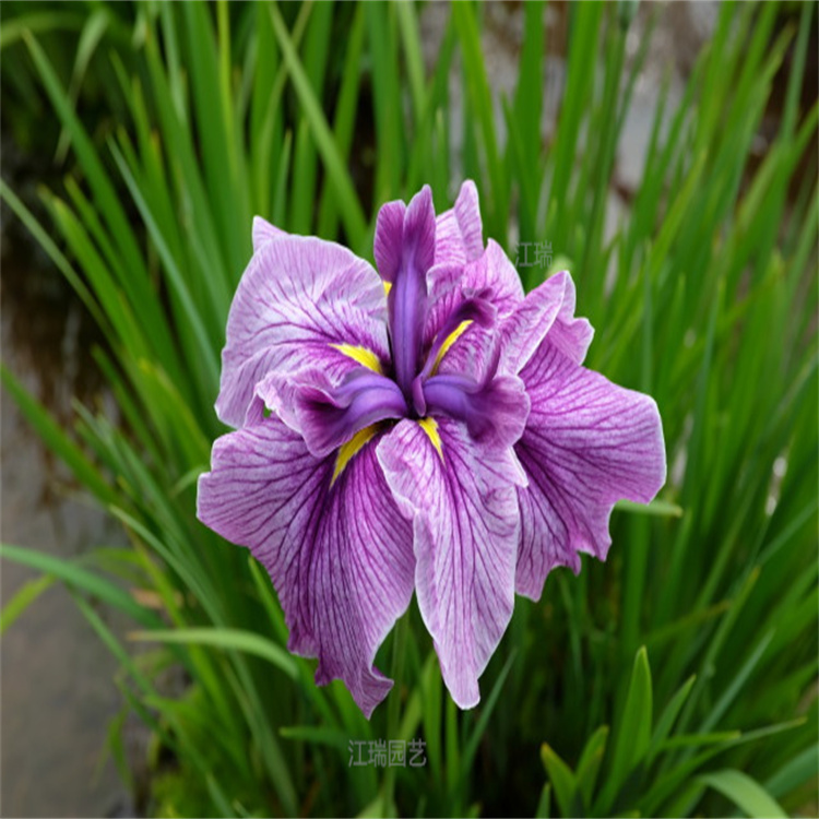 山东花菖蒲繁殖基地 花菖蒲河道绿化 花菖蒲易栽培 成活高 江瑞