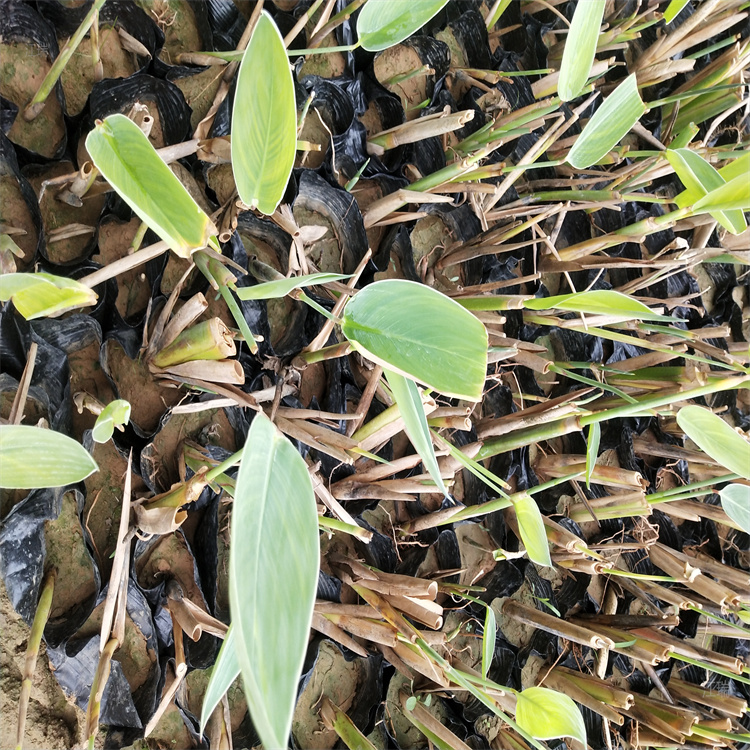 山东潍坊再力花繁殖基地 挺水植物再力花 河道改造再力花出售 品质优良 欢迎致电咨询