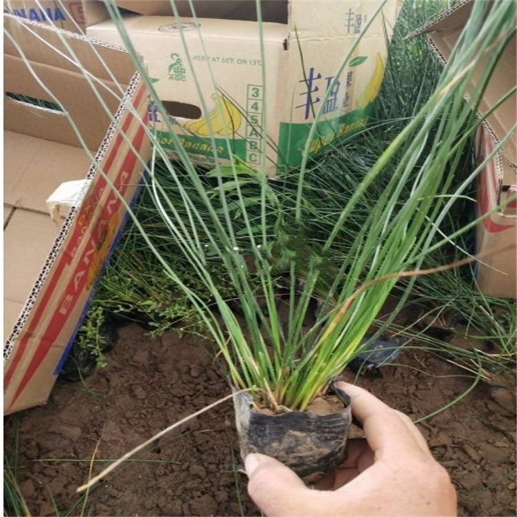 河道改造灯芯草批发 灯芯草适应能力强 园林溪边绿化灯芯草 江瑞园艺